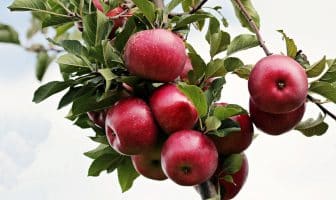 Pourquoi faut-il prendre des compléments alimentaires ? Pourquoi faut-il prendre des compléments alimentaires ?